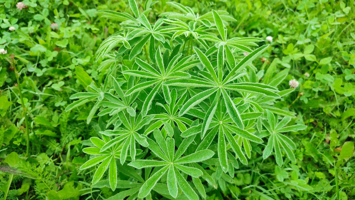 На месте старого люпина всходит новый. Они такие лапочки, такие красавцы, когда маленькие. С капельками росы на листьях