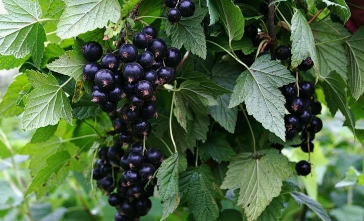 Листья смородины заваривайте вместо заварки.