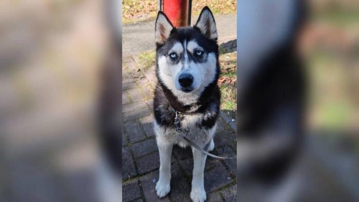 Обложка © VK / «Весёлый дом хаски Центр реабилитации СЕС»