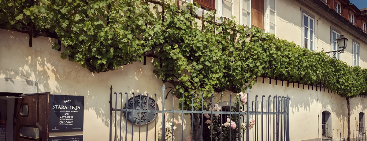 «Stara Trta» - лоза возрастом более 400 лет, находящаяся в Мариборе