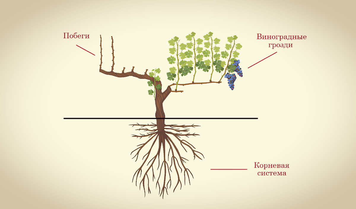 Так растет лоза