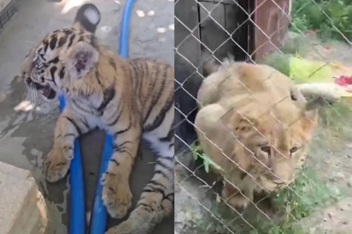    В Кизляре из частного дома забрали львёнка и тигрёнка