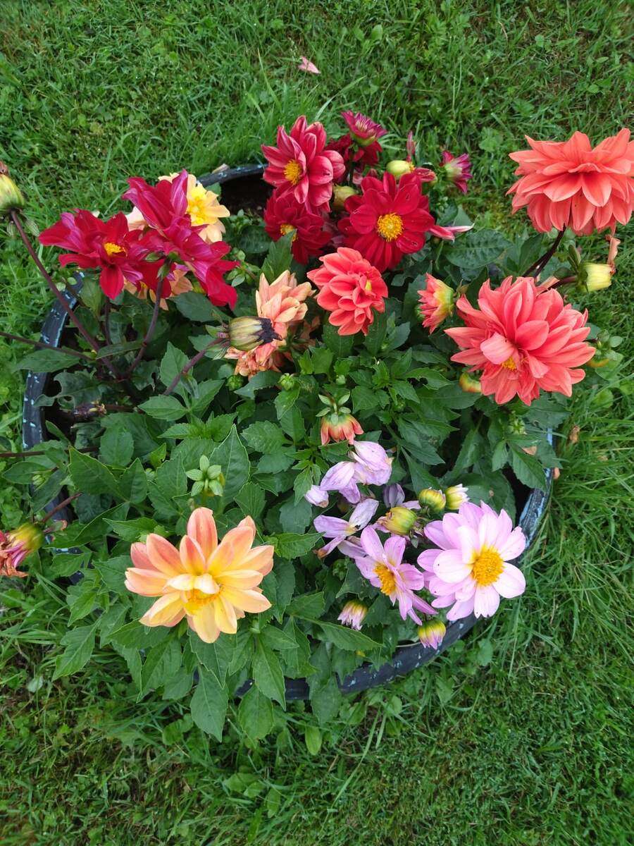 Фото сестры автора. Георгинки расцвели.