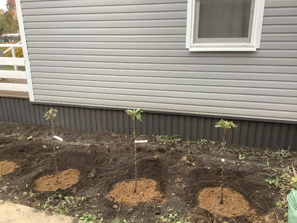 саженцы колоновидных яблонь