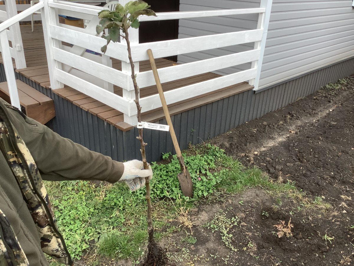 саженец колоновидной яблони