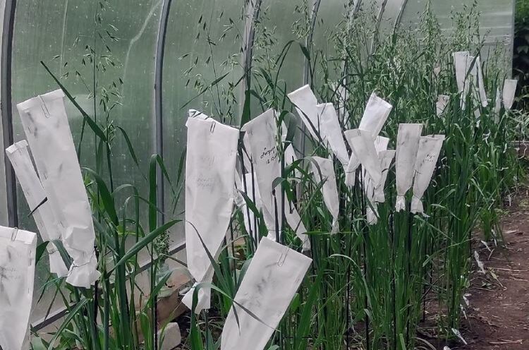    От корончатой ржавчины овса российские исследователи строят пирамиду генов устойчивости