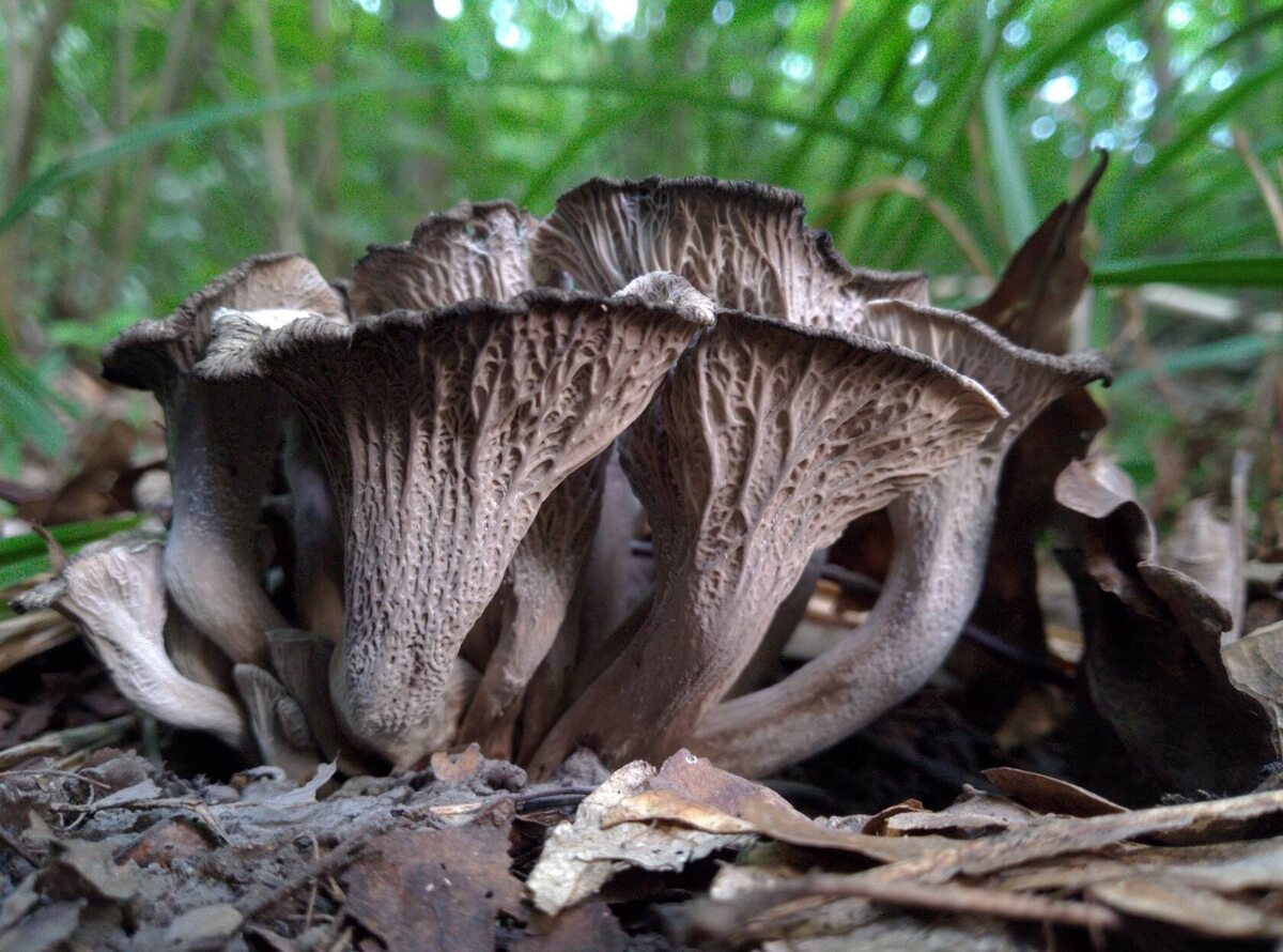 Здесь должно быть видно, почему серая лисичка считается трудным грибом (автор фото Denver)
