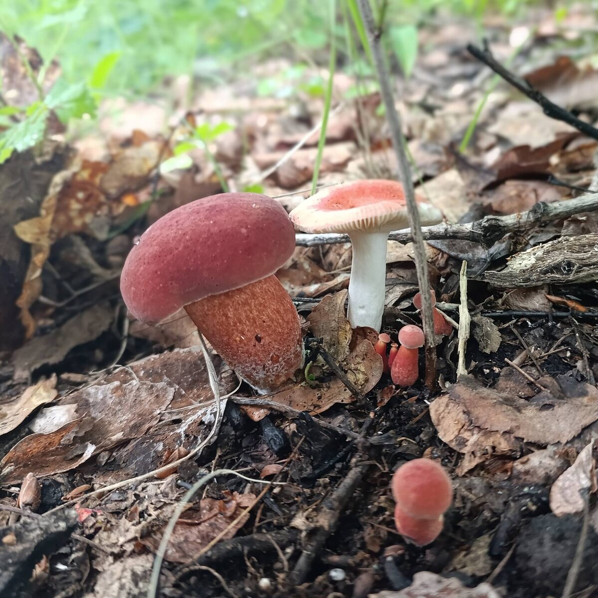 Ассорти по-хабаровски (автор фото OOZ)