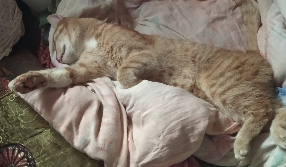 личное  фото