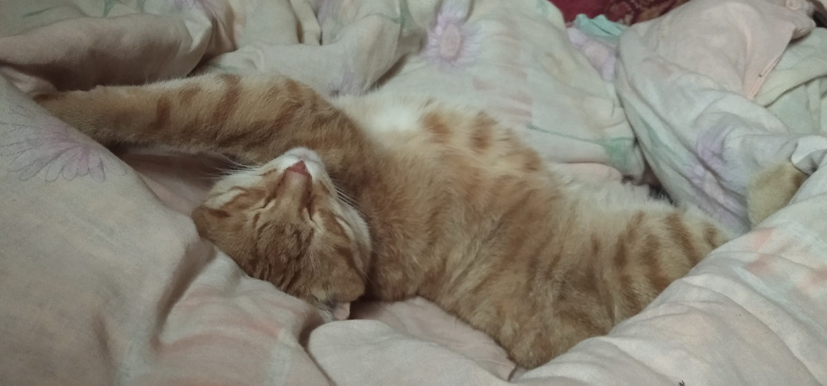 личное  фото