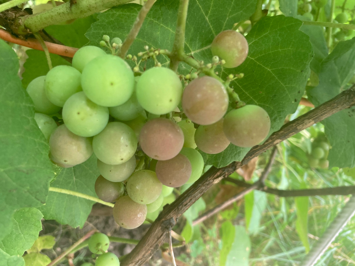 Виноград Ширвинта