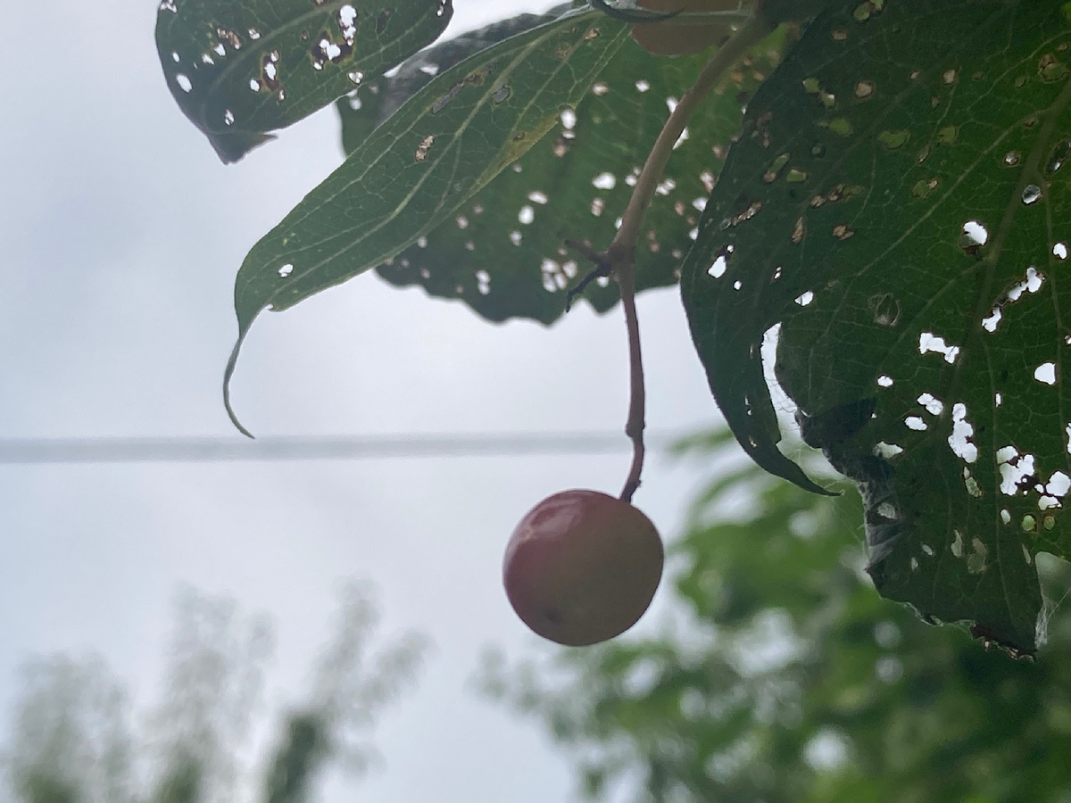 Ягодка калины. Одна, совсем одна.