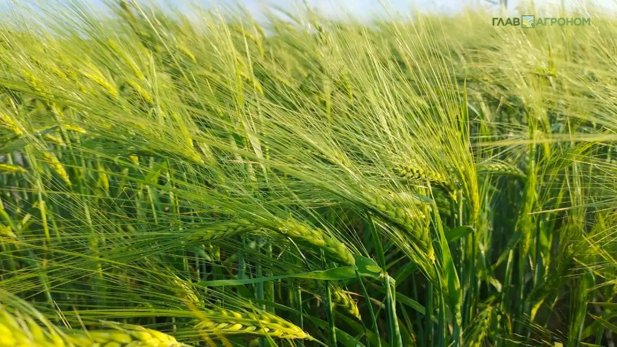 Фото:© Анна Кислекова / Glavagronom.ruНа МКС проведут эксперименты по выращивание ячменя и пивоварению