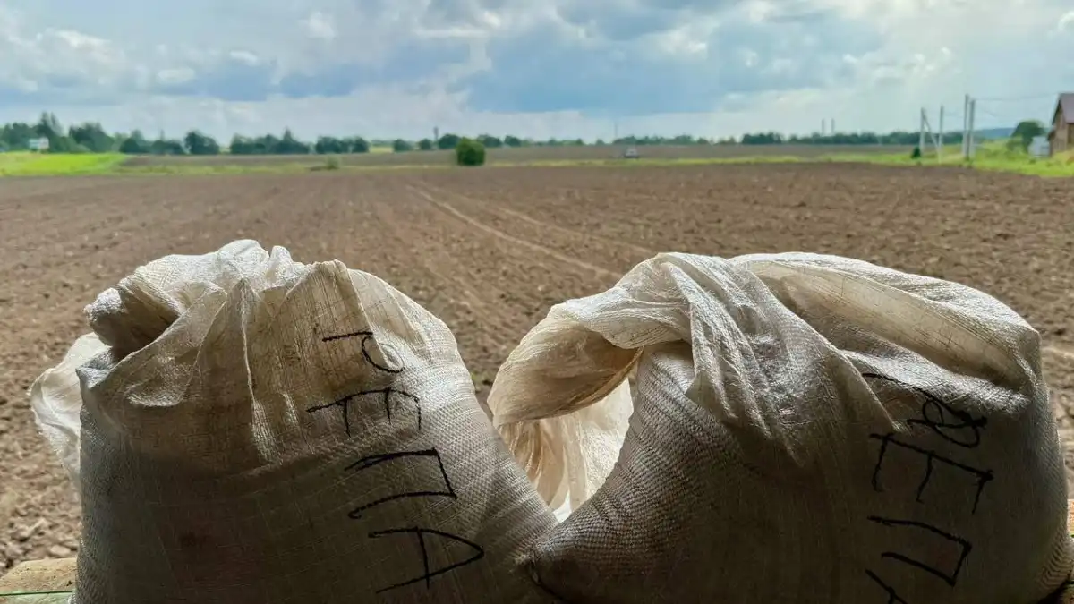 Фото:«Веси»На органической ферме «Веси» к севу репы традиционно приступают во второй половине лета