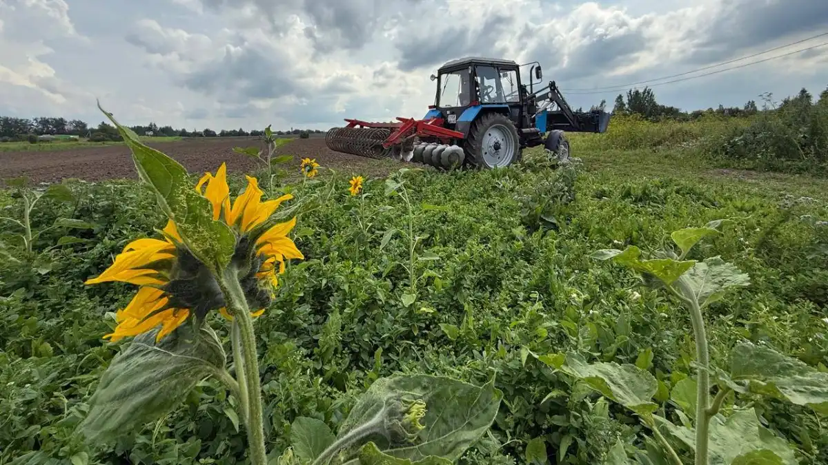 Фото:«Веси»Подготовка почвы под сев репы в Ленинградской области