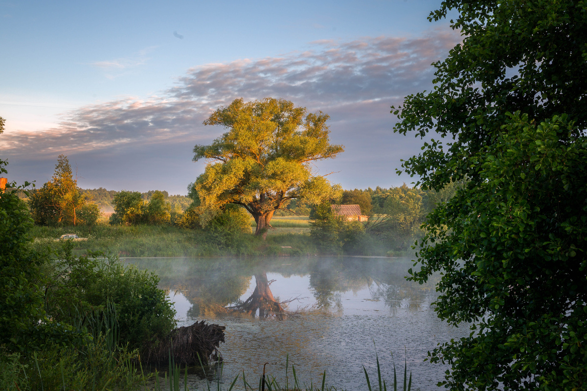 Старая ракита на рассвете