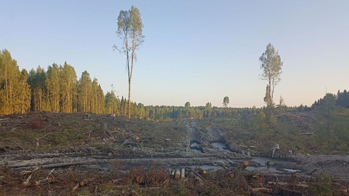    Важинское лесничество, 7-й квартал, 27 июля 2025 года. Фото: Иван Белкин