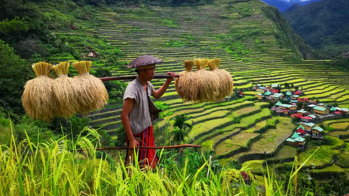 Фото:RanieljosecastanedaРисовые поля на Филиппинах