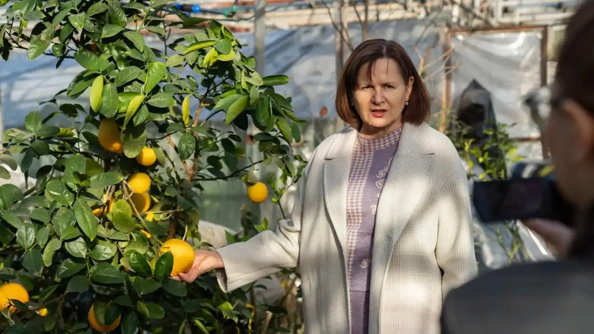 Фото:ФИЦ СНЦ РАН г. СочиНа Кубани появится первый в стране селекционный центр для субтропических культур