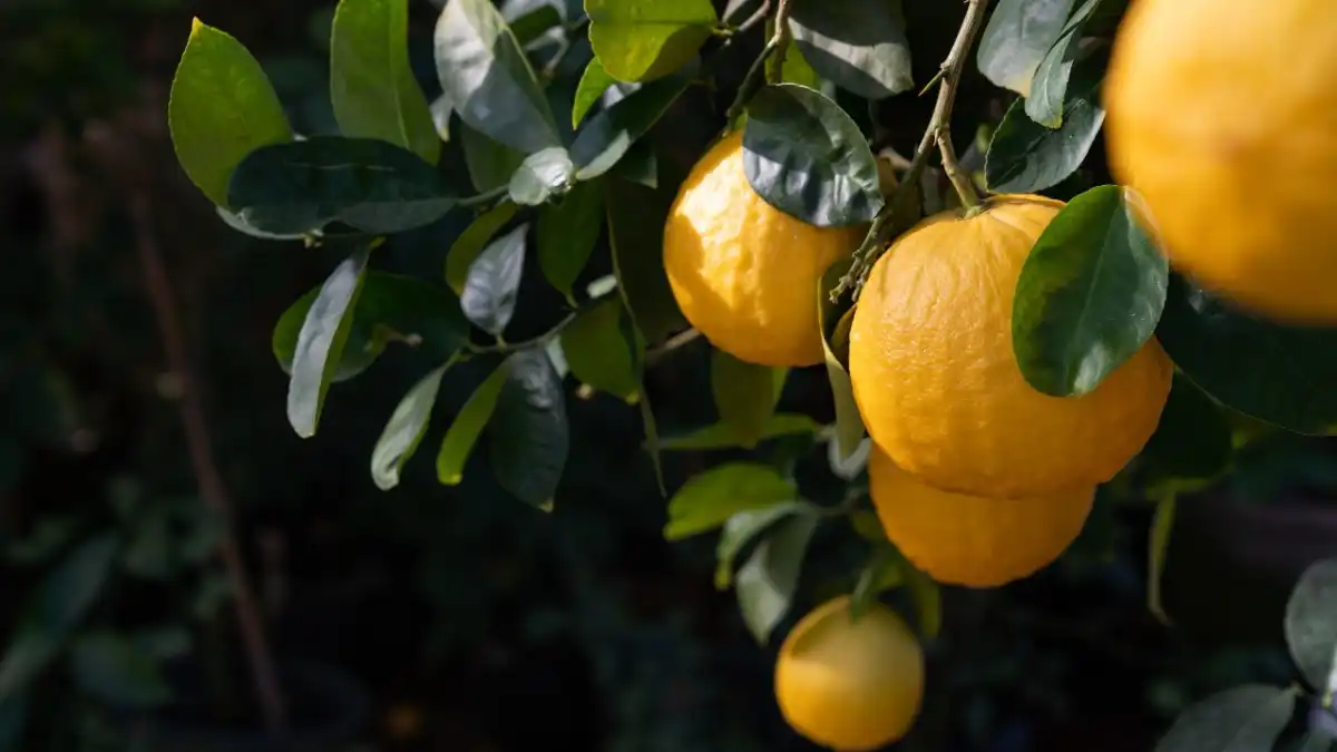 Фото:ФИЦ СНЦ РАН г. СочиВ России начнут производить посадочный материал субтропических культур