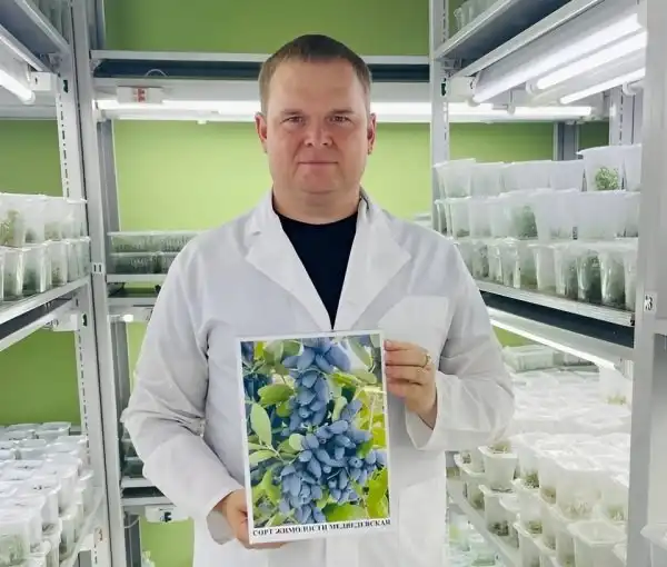 Директор Научно-производственного центра «Агропищепром» Сергей Колесников презентовал новый сорт жимолости МЕДВЕДЕВСКАЯ (НПЦ Агропищепром)
