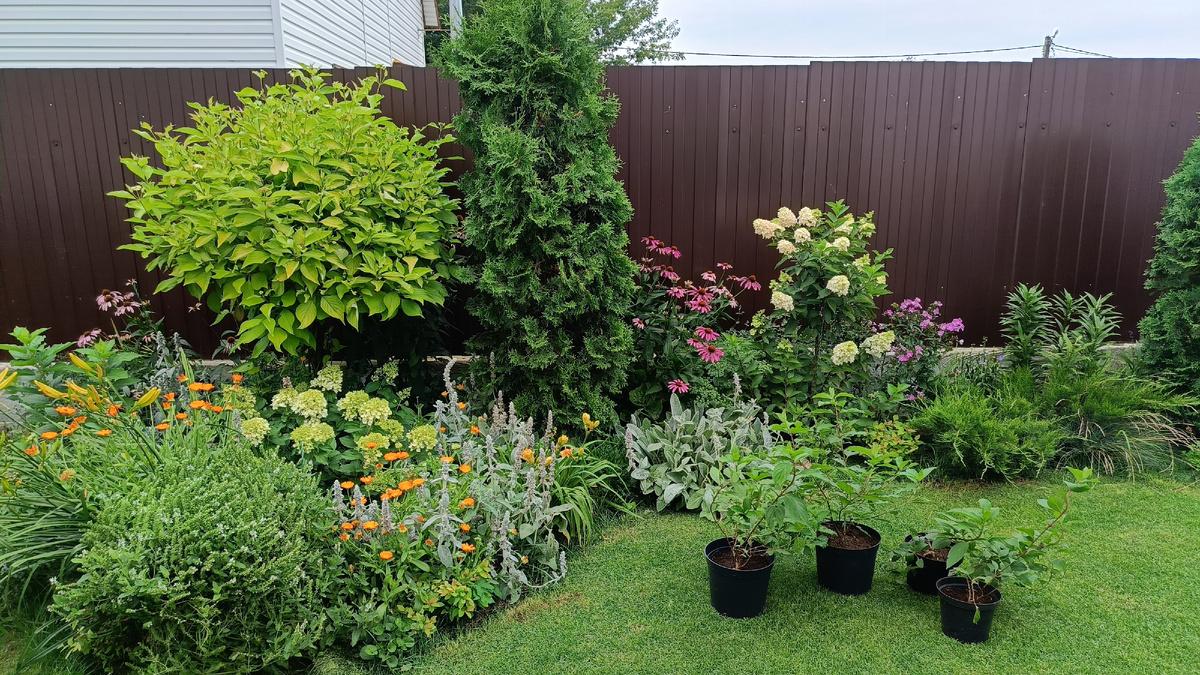 Сад автора, начало августа