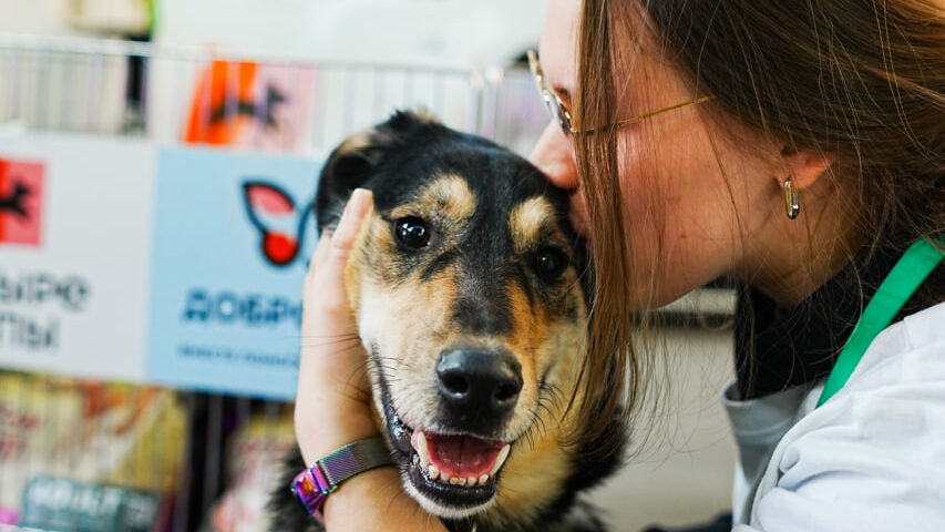    Одна НКО может подать несколько заявок на участие в премии. Фото: соцсети Фонда помощи бездомным животным «Ника».
