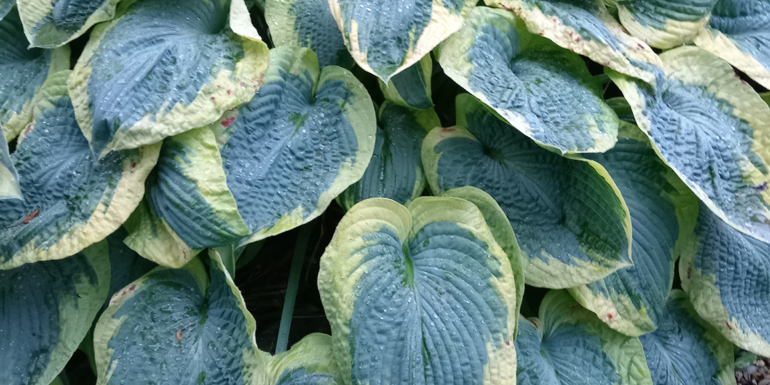 Основные проблемы хост, и о чем совсем не нужно переживать