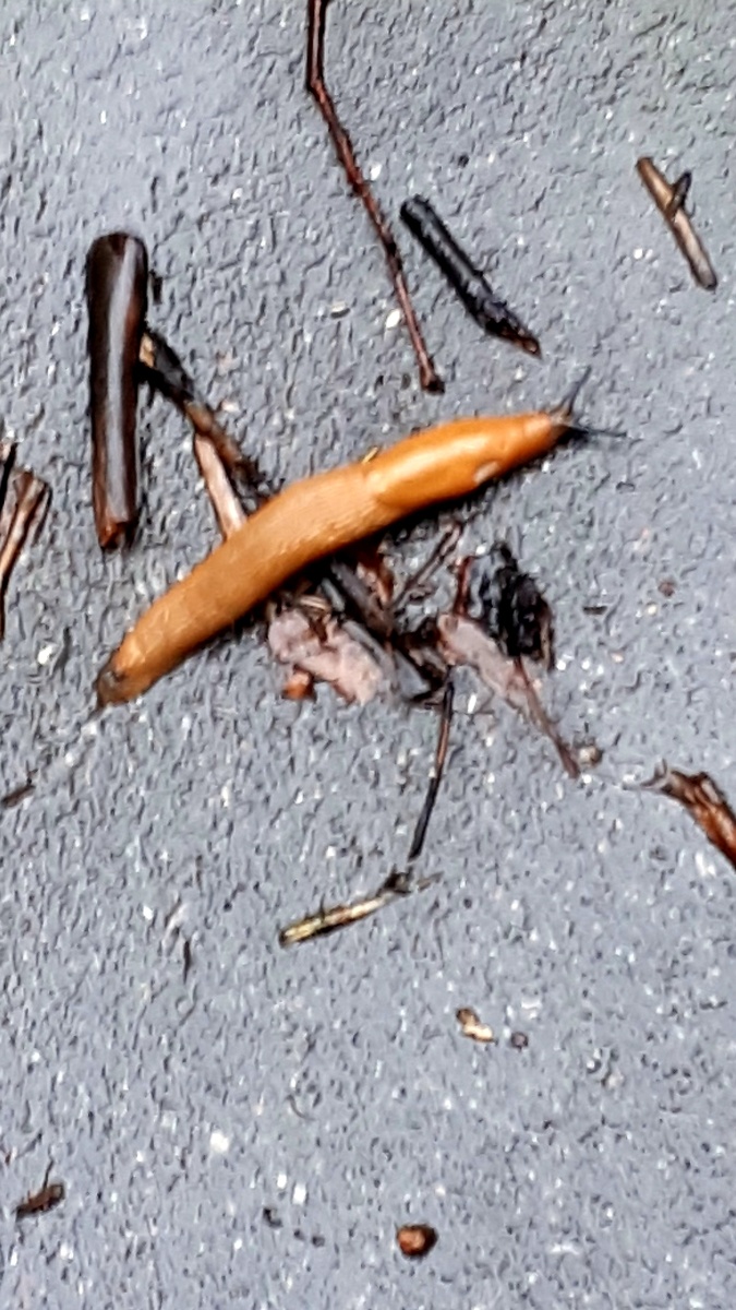 Фото автора 04.08.2025г.