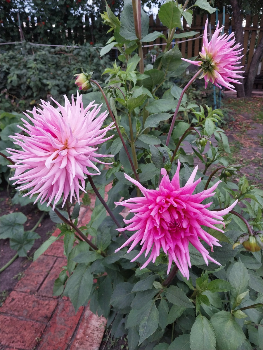 Георгин "Принцесса парка"