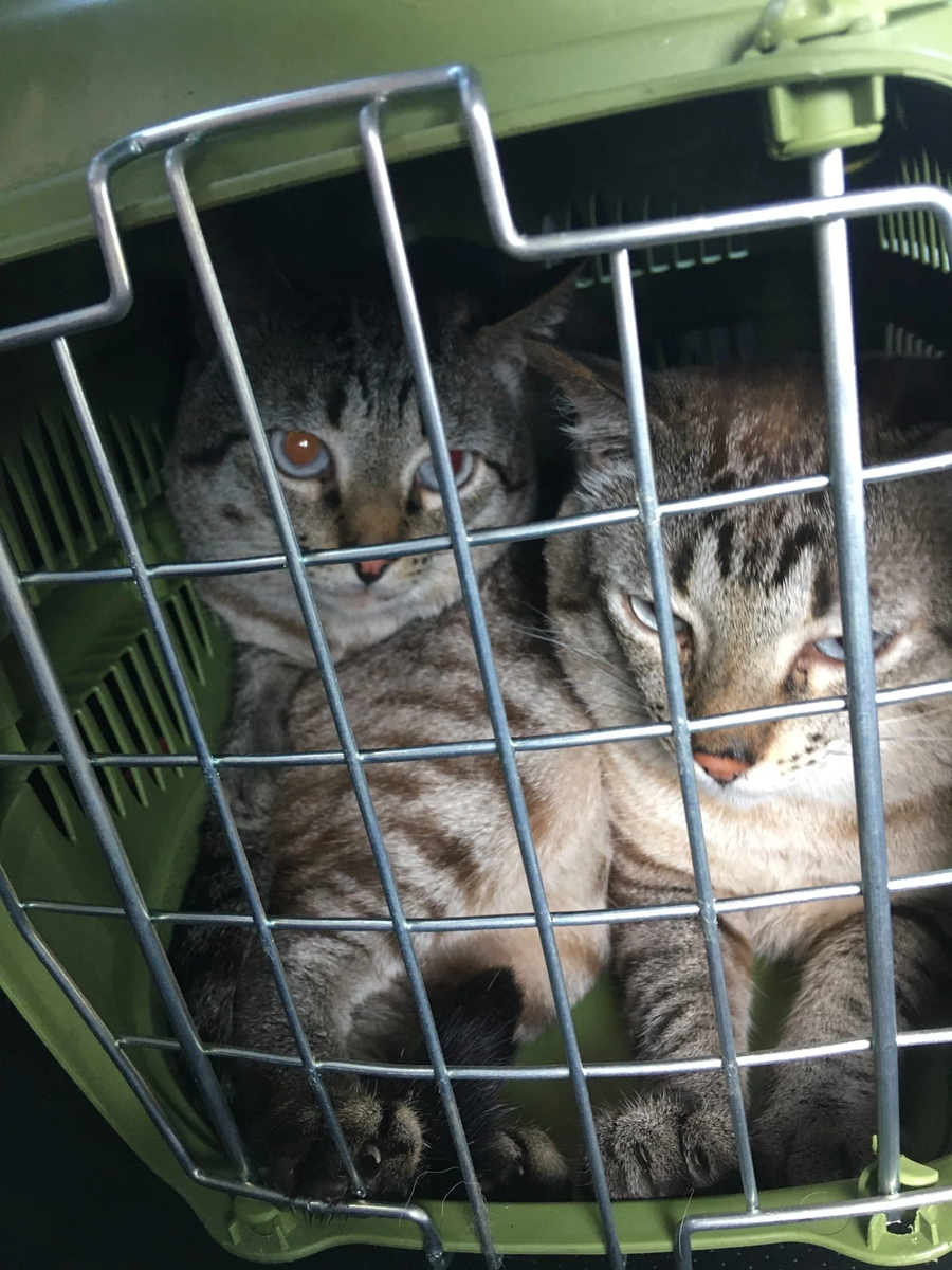 Везут в деревню 