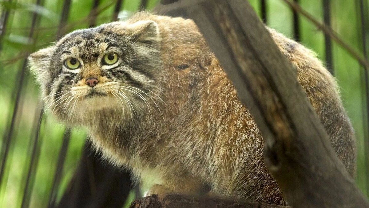     Источник: Телеграм-канал «Манулизация»