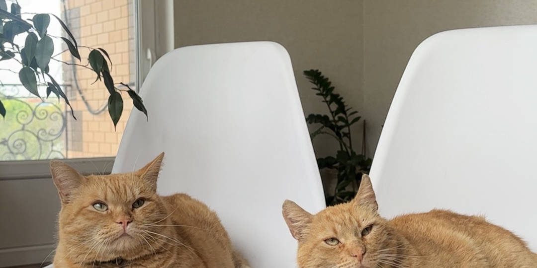 Кошки ждут сильнее собак