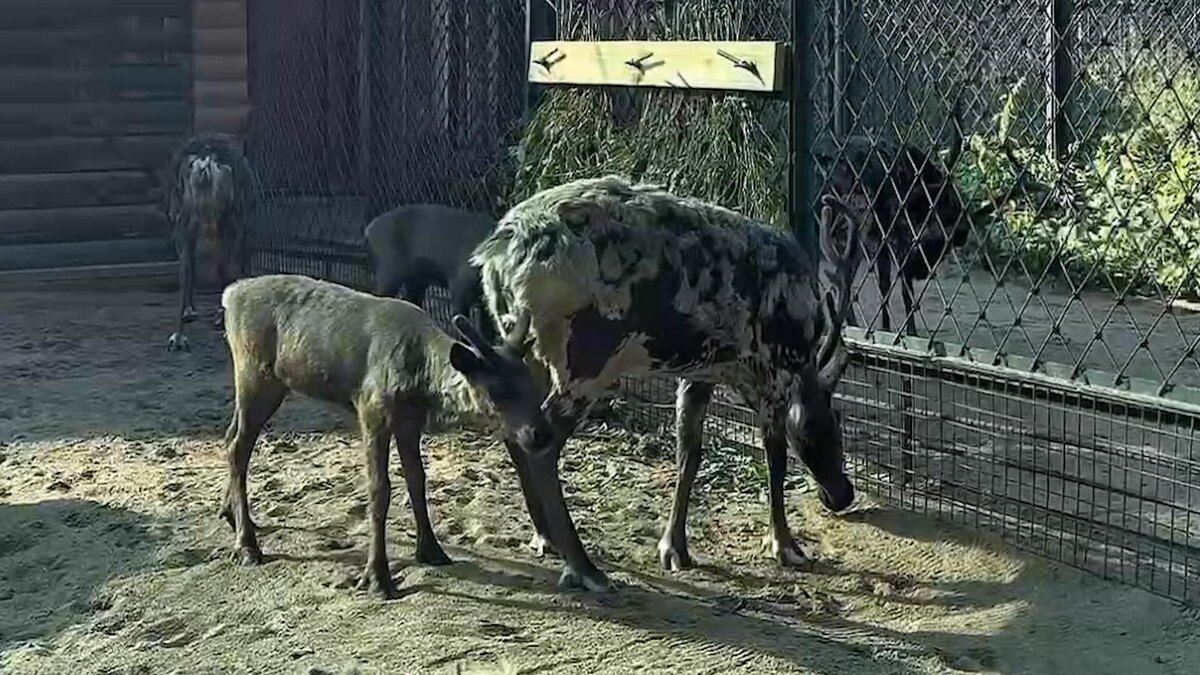    Фото: t.me/lenzoopark