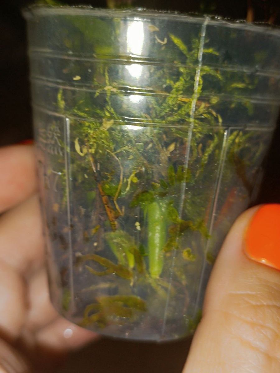 Корешки сеянца