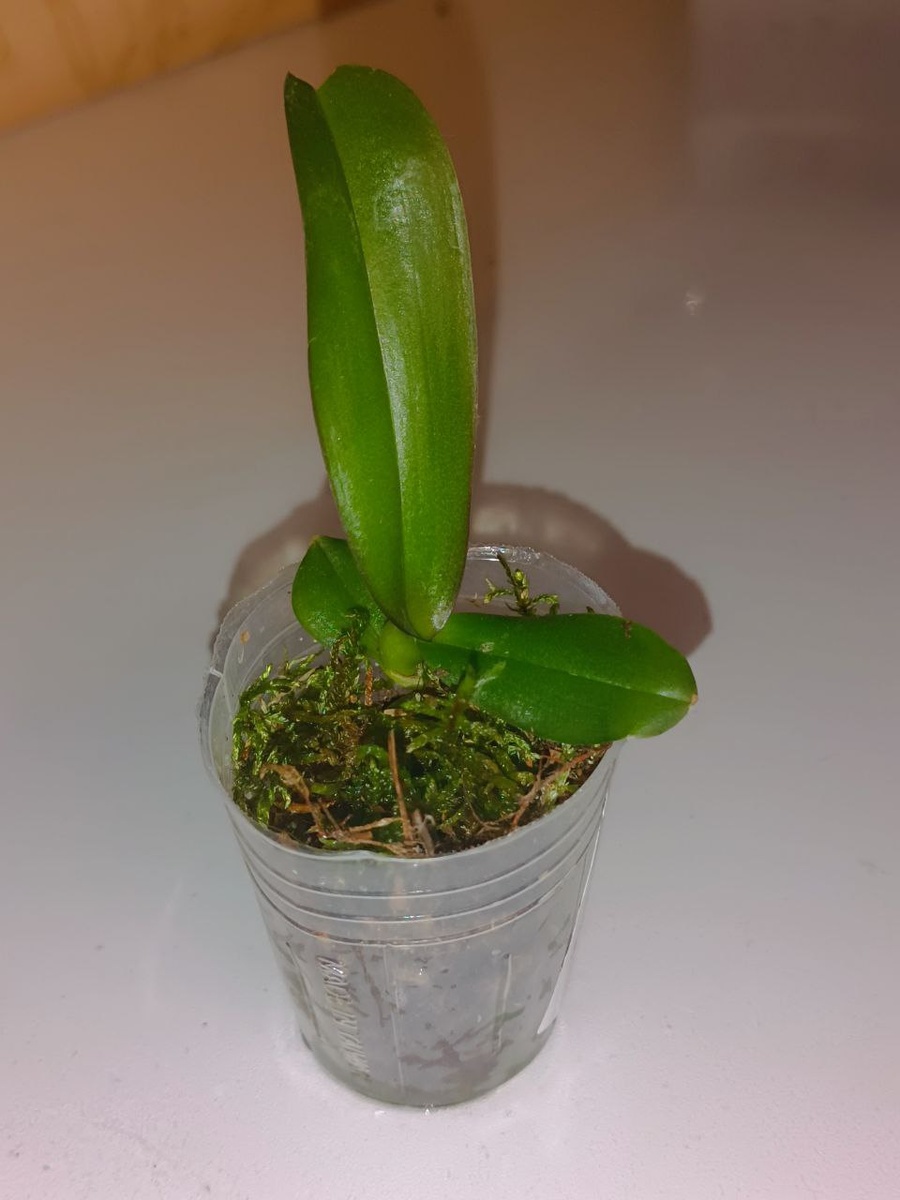 Герой сегодняшней статьи. Если пролистнуть, то там фото будущего цветения, правда в отвратительном качестве, но суть понятна.