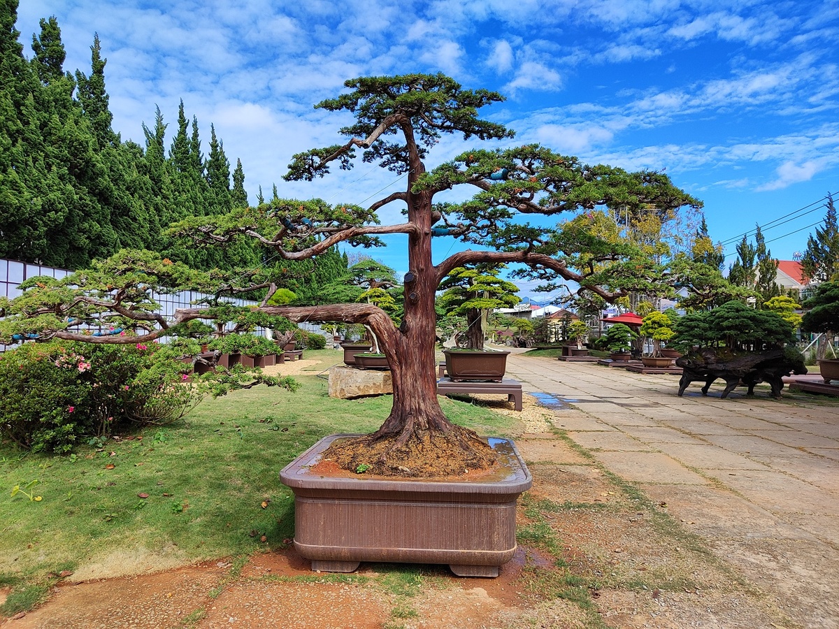 Вьетнам, Далат