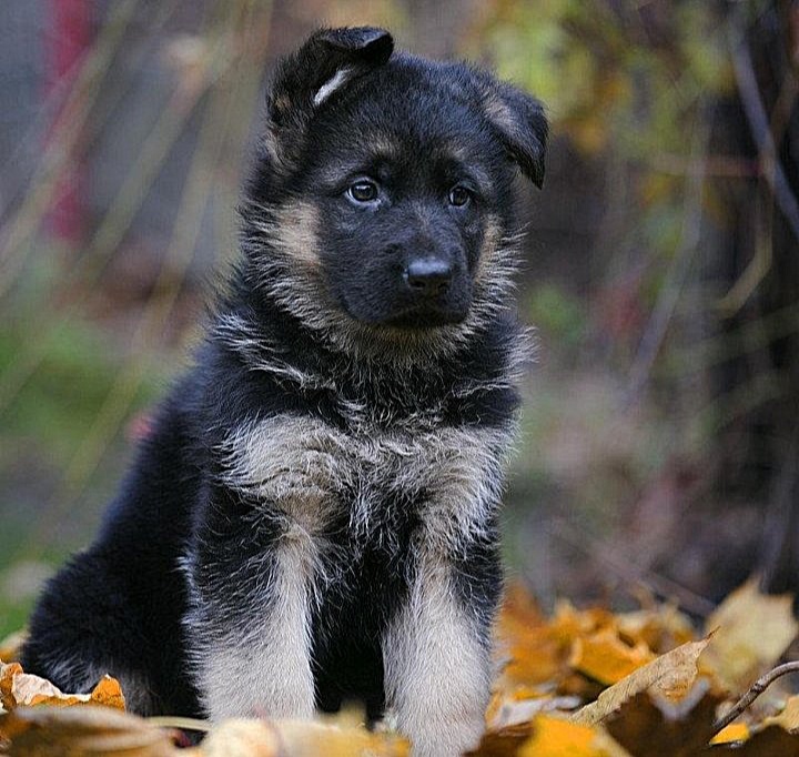 Пушистое чудо