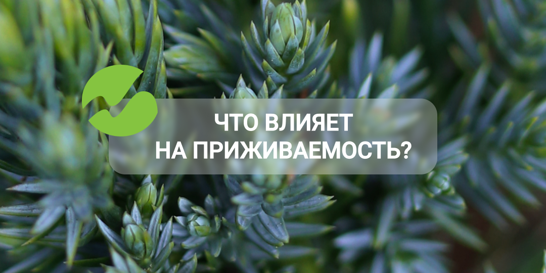 Что действительно влияет на приживаемость?