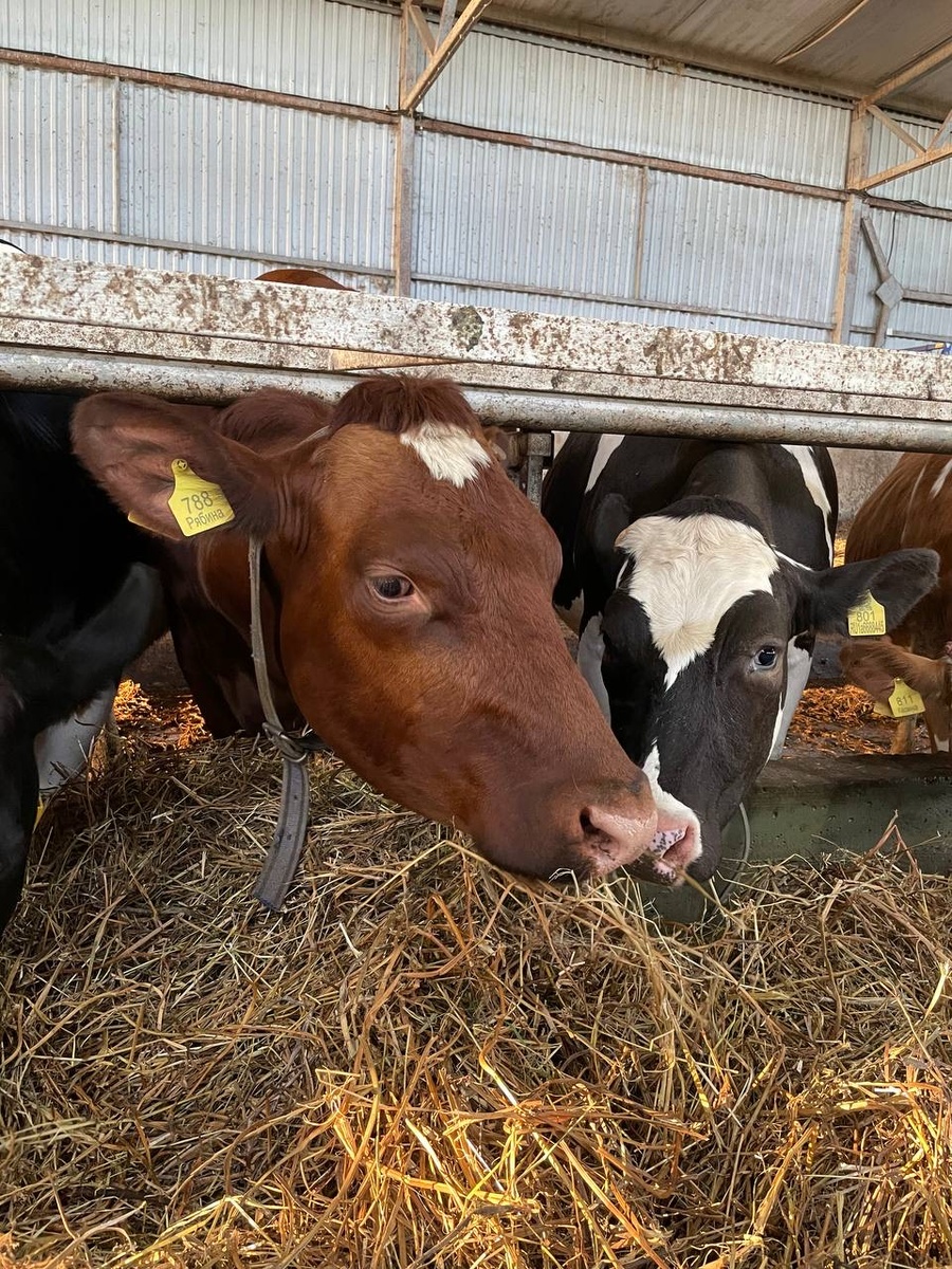 Как же может традиционный фестиваль пройти без традиционного приветствия коров?