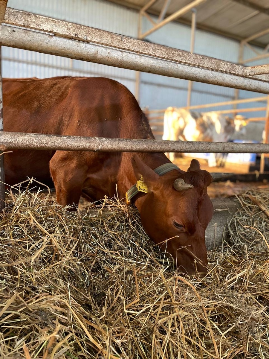 В каждый наш приезд на сыроварню обязательно проведываем коровок