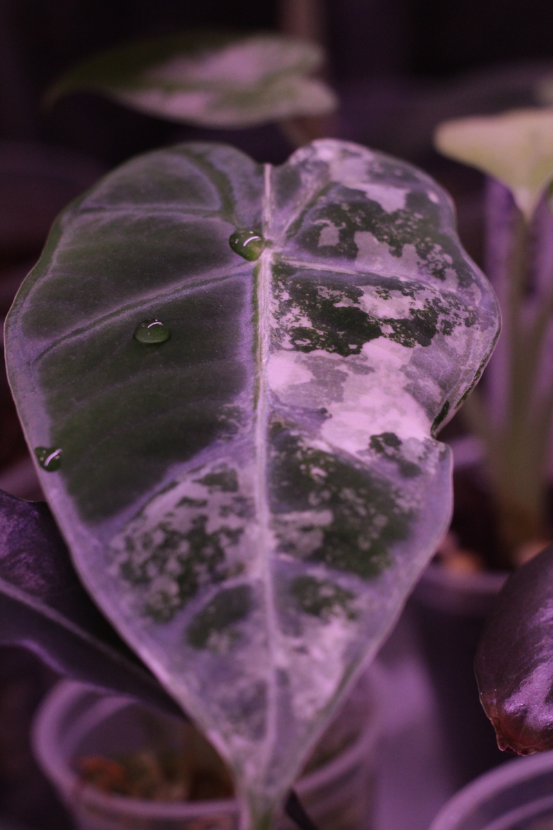 Алоказия Frydek var