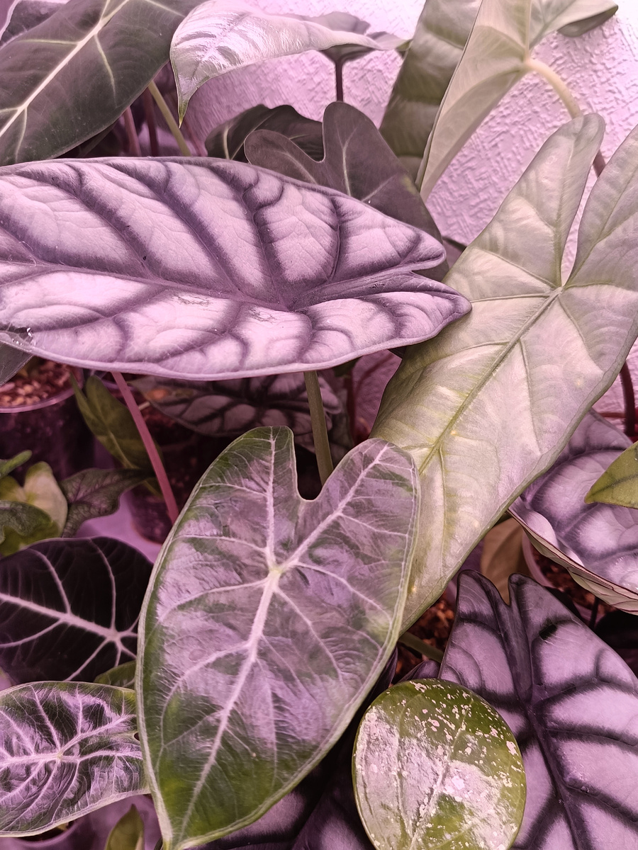 Алоказии Ivory coast, Corazon,Silver Dragon 