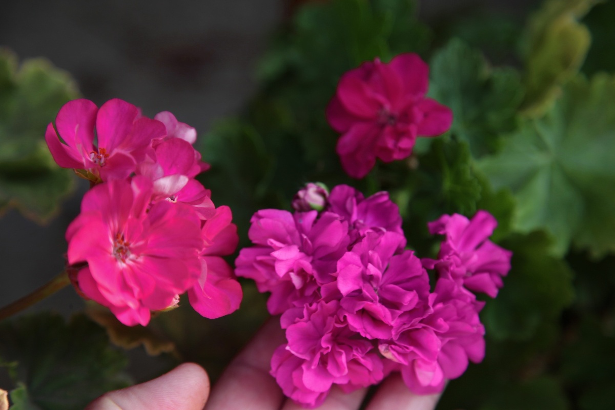 Слева сорт ИВ Принцесса Турандот. Не смейтесь, ниже объясню. Та что внизу — Ирида ZA Роскошь. И  маленький цветочек аленький вверху — это ТА Монако. Тоже устала. 