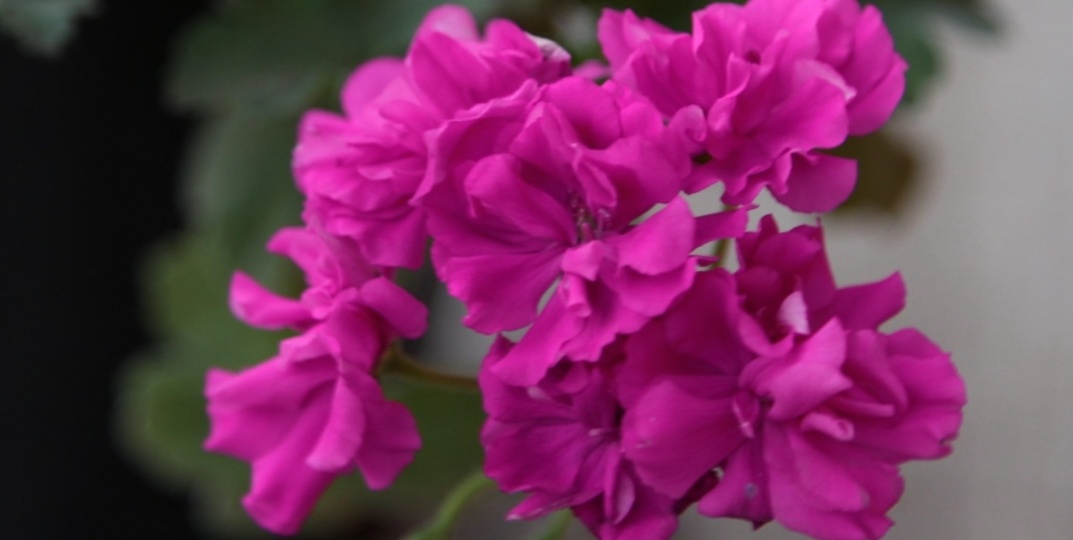 Пеларгонии цвета фуксии