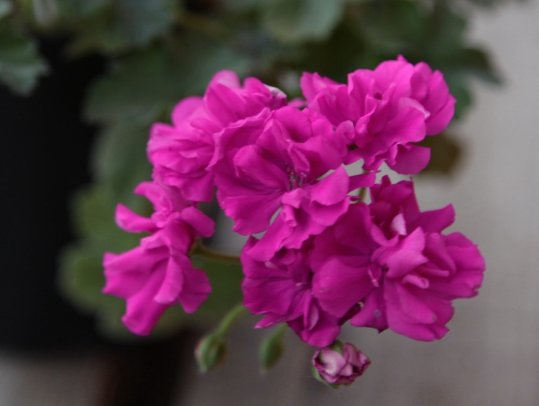 Ирида ZA Роскошь. Яркая фуксия.