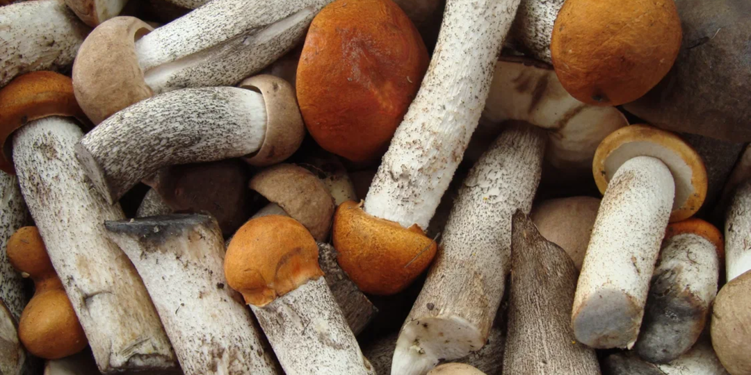 Наступает новая волна сбора грибов