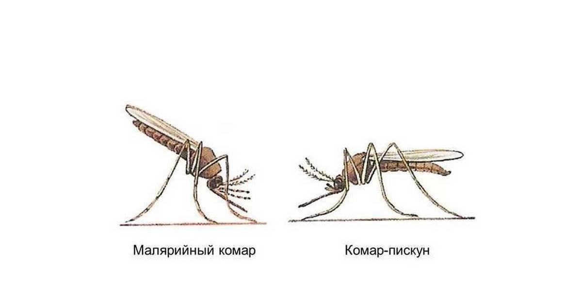 Малярийный комар (анофелес) по внешнему виду резко отличается от обычного.