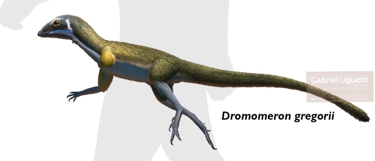 Дромомерон от Габриэля Угуэто.