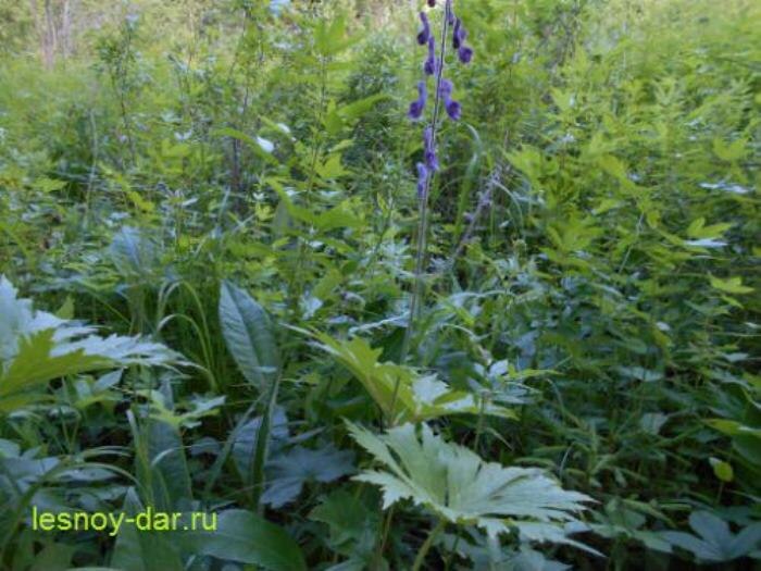 Борец северный (фото с блога "Лесная кладовая")